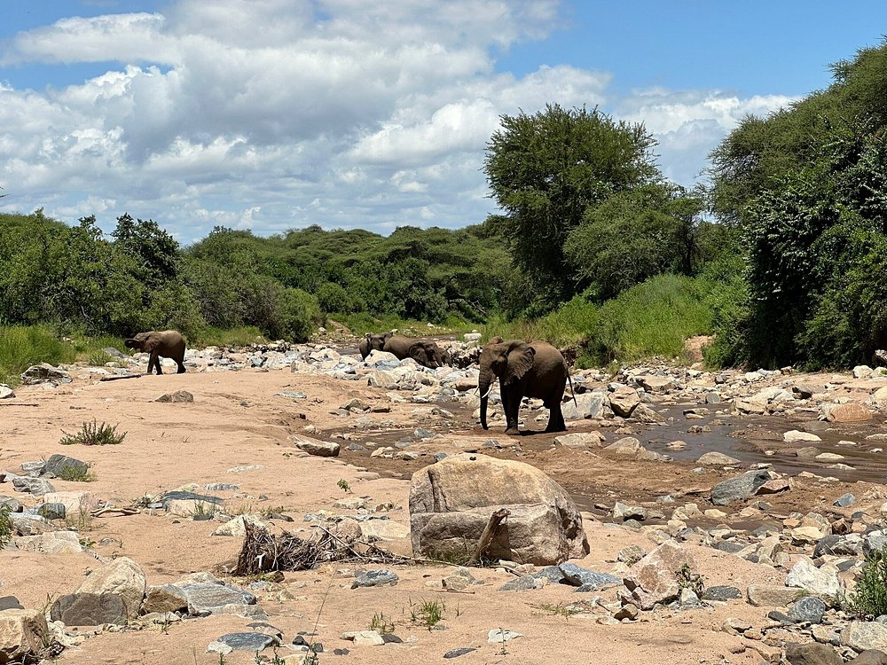 2 Days Embankment to Lake Manyara and Ngorongoro Crater - Tanzania safari gallery image